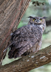 Great Horned Owl, Point Reyes National Seashore 