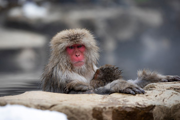 Mom and Baby Snow Monkey