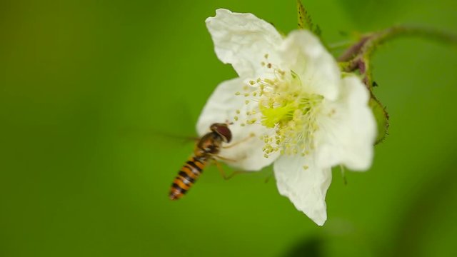 Close up shot of a Episyrphus Balteatus flying and eating on a blackbarry flower, on a sunny day