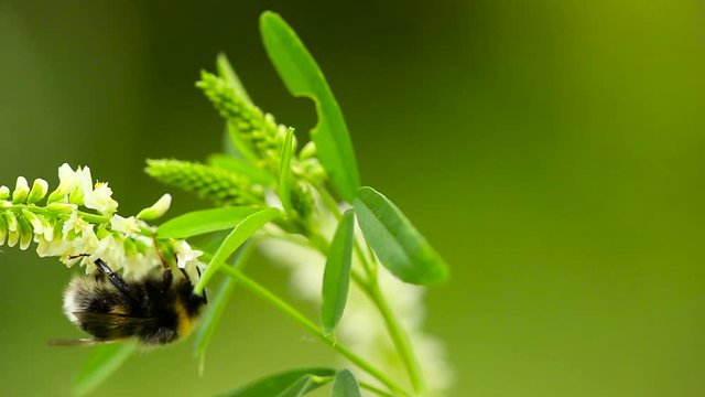 Close up shot of a bumblebee on a melilotus albus flower, on a sunny day