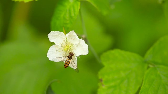 Close up shot of a Episyrphus Balteatus eating on a blackbarry flower, on a sunny day