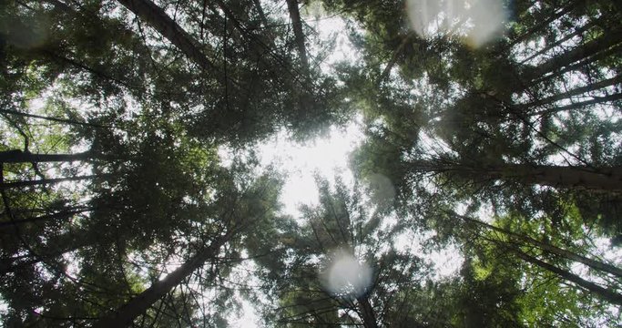 Upward view of beautiful wood trees in sun rays. Looking up at circle of tall green trees with rain drops in the forest.