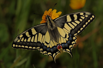 Swallowtail butterfly ; Papilio machaon