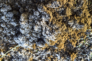 The soil and snow. Frozen ground. Background of the soil and snow