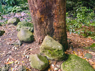 Cubo de la Galga in the northeast of the Canary island of La Palma