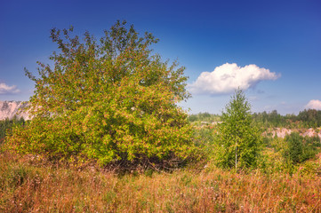 Summer meadow landscape with grass and wild flowers on the background of a forest.