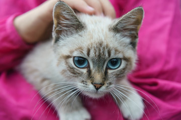 Photography of one amazing blue-eyed kitten.  Photo is suitable for postcard, greeting card, poster, banner, advertisement