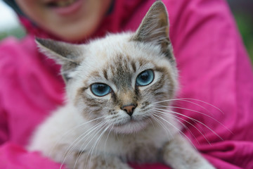 Photography of one amazing blue-eyed kitten.  Photo is suitable for postcard, greeting card, poster, banner, advertisement