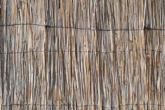 The wall of the reed stalks