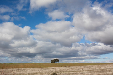 Paisaje rural en el que se ve un árbol solitario al fondo, en el horizonte y con un cielo muy azul lleno de nubes blancas