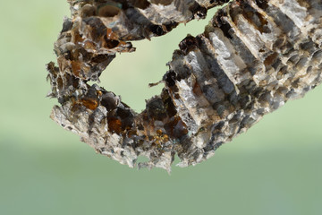 Wasp honey broke in a hornet's nest.