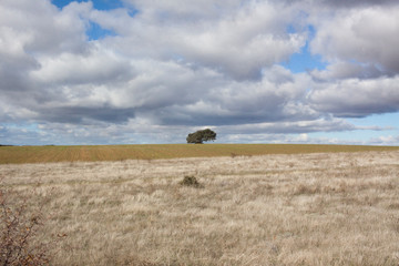 Paisaje rural en el que se ve un árbol solitario al fondo, en el horizonte y con un cielo muy azul lleno de nubes blancas