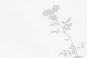 Gray shadow of the wild roses leaves and flowers on a white wall. Abstract neutral nature concept...
