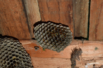 Wasp nest with wasps sitting on it. Wasps polist. The nest of a family of wasps which is taken a close-up