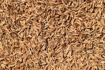 Rice peel. Background.