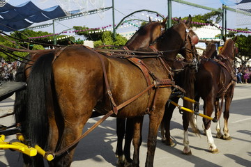 horse carriage concurso de enganches de carruajes de coches de caballos feria de malaga 2019