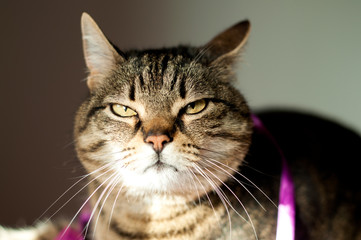 cranky, beautiful, tabby female cat with yellow eyes. close up face