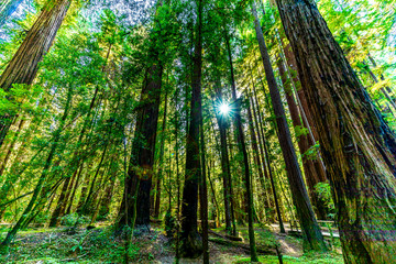 Fototapeta na wymiar Light through Redwood Trees, Sunburst