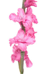 Bright pink flowers of gladiolus close-up isolated on white background