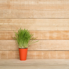 Orange flower pot with greens on the table stands on a light brown wooden wall background. Copy space