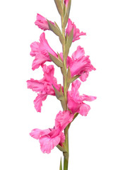 Bright pink flowers of gladiolus close-up isolated on white background