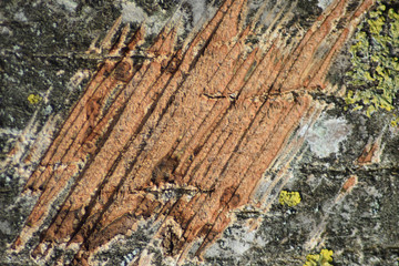 Scratch on tree bark