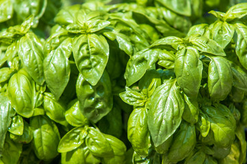 Bunch of the fresh green basil leaves