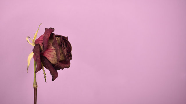 Rose On A Pink Isolated Background