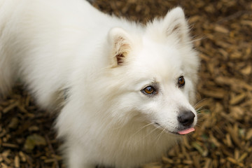 日本スピッツ 白い犬 japanese spitz