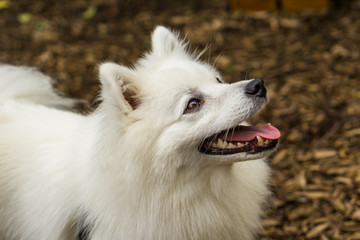 日本スピッツ 白い犬 japanese spitz