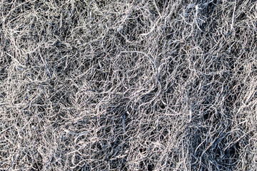Background texture burnt grass, ash grass.