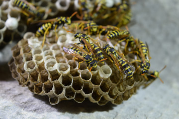 Wasp nest with wasps sitting on it. Wasps polist. The nest of a family of wasps which is taken a...