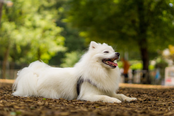 日本スピッツ 白い犬 japanese spitz