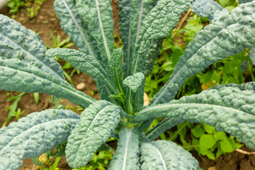 green cabbage dinosaur kale– also known as dino kale, Tuscan kale, lacinato kale, black kale...