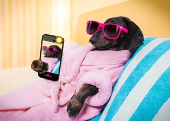 Abwaschbare Fototapete Lustiger Hund Wellness-Salon für Hunde