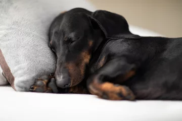 Crédence de cuisine en verre imprimé Chien fou chien malade, malade ou endormi