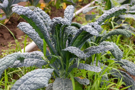 green cabbage dinosaur kale&ndash; also known as dino kale, Tuscan kale, lacinato kale, black kale grows on a field of a local farm in Ontario, Canada close up view