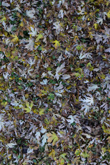 The leaves are yellow on the ground. Autumn leaf fall