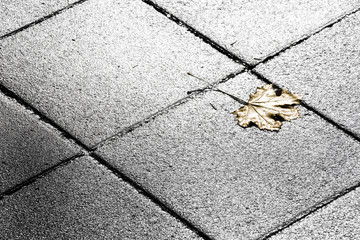 Golden fallen leaf on the street