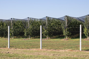 Protecting apple orchards from strong winds and hail