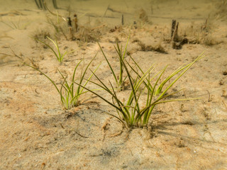 Spiny-spored quillwort aquatic plant