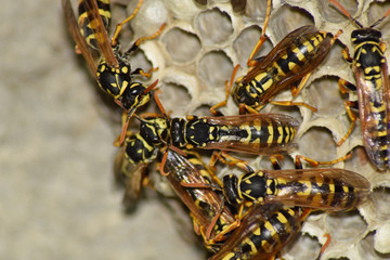 Wasp nest with wasps sitting on it. Wasps polist. The nest of a
