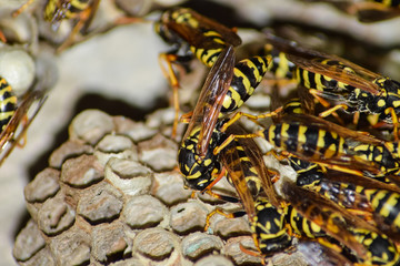 Obraz na płótnie Canvas Wasp nest with wasps sitting on it.