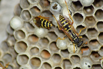 Wasp nest with wasps sitting on it. Wasps polist. The nest of a