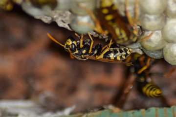 Obraz na płótnie Canvas Wasp nest with wasps sitting on it. Wasps polist. The nest of a