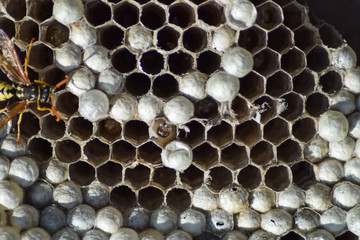 Wasp nest with wasps sitting on it. Wasps polist. The nest of a