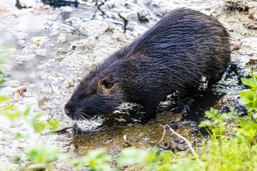 Coypu at the pond shore