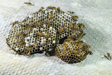 Wasp nest with wasps sitting on it. Wasps polist. The nest of a