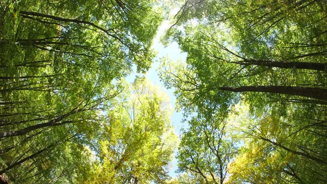 crowns of trees on a bright sunny day