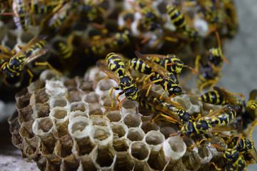 Wasp nest with wasps sitting on it. Wasps polist. The nest of a family of wasps which is taken a...